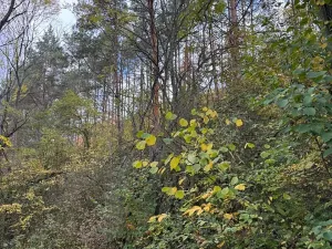 Prodej lesa, Ročov, 4272 m2