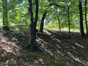 Prodej lesa, Ostrava, 8938 m2