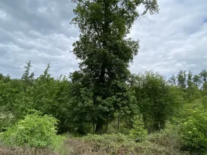 Prodej lesa, Blížejov - Lštění, 4481 m2