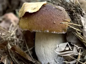 Prodej bytu 1+kk, Bansko, Bulharsko, 29 m2