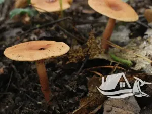 Prodej bytu 4+kk, Bansko, Bulharsko, 83 m2