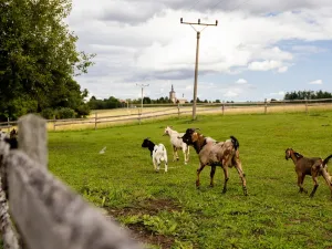 Prodej rodinného domu, Litíč, 60 m2