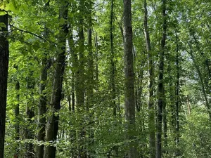 Prodej podílu lesa, Pardubice, 9649 m2