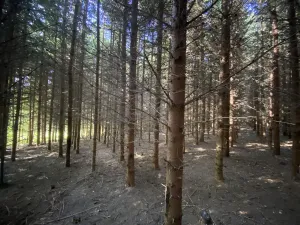 Prodej lesa, Lánov - Horní Lánov, 15278 m2