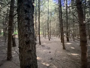 Prodej lesa, Lánov - Horní Lánov, 15278 m2