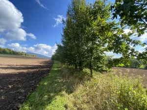 Prodej lesa, Lánov - Horní Lánov, 15278 m2