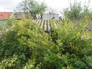 Dražba zahrady, Dobruška, 294 m2