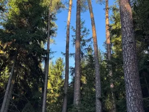 Prodej lesa, Havlovice, 13402 m2