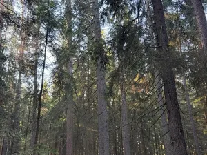 Prodej lesa, Havlovice, 13402 m2