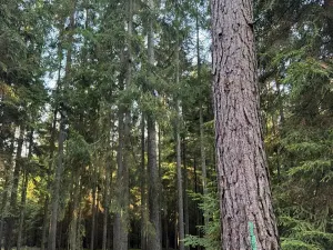 Prodej lesa, Havlovice, 13402 m2