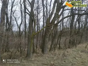 Prodej lesa, Diváky, 6415 m2