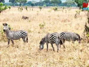 Prodej rodinného domu, Ostrov, Klínovecká, 115 m2