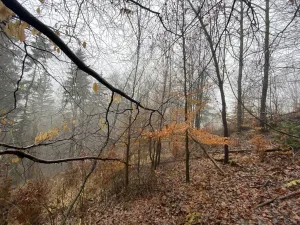 Prodej lesa, Jedlí, 1198 m2