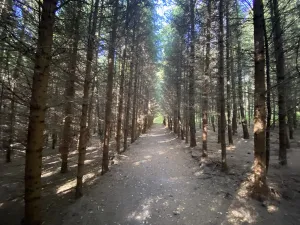 Prodej lesa, Lánov - Horní Lánov, 11269 m2