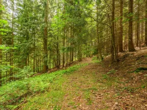 Prodej louky, Víchová nad Jizerou, 1867 m2