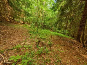 Prodej louky, Víchová nad Jizerou, 1867 m2