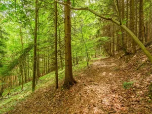 Prodej louky, Víchová nad Jizerou, 1867 m2