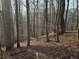 Prodej lesa, Vsetín, Semetín, 96946 m2