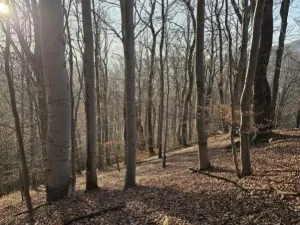 Prodej lesa, Vsetín, Semetín, 96946 m2