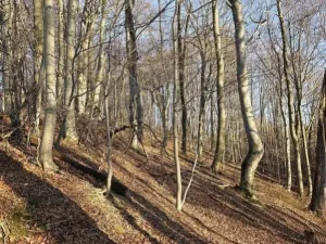 Prodej lesa, Vsetín, Semetín, 96946 m2