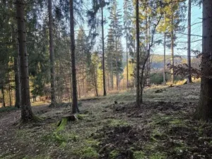 Prodej lesa, Vsetín, Semetín, 96946 m2