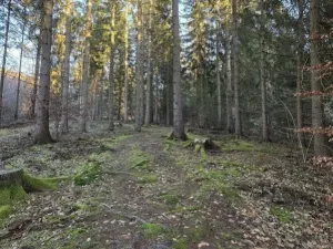 Prodej lesa, Vsetín, Semetín, 96946 m2