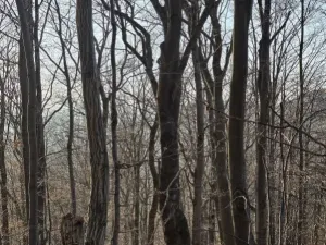 Prodej lesa, Vsetín, Semetín, 96946 m2