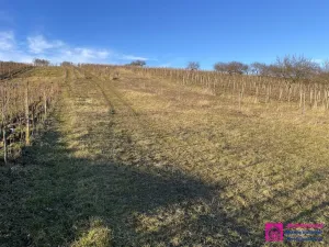 Prodej sadu/vinice, Bořetice, 2567 m2