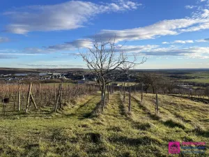 Prodej sadu/vinice, Bořetice, 2567 m2