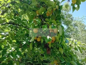 Prodej chaty, Čáslav, 45 m2