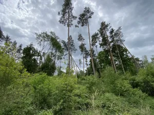 Prodej lesa, Blížejov - Lštění, 4481 m2