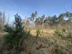 Prodej lesa, Kostelní Lhota, 9438 m2