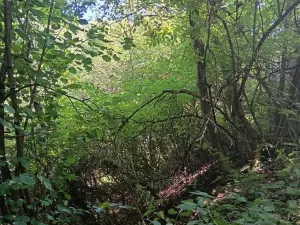 Prodej pozemku pro bydlení, Bojkovice, 819 m2