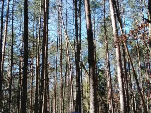 Prodej lesa, Bítouchov, 100105 m2