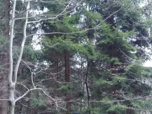 Prodej lesa, Lužná, 13657 m2