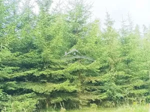 Prodej lesa, Žirovnice, 8890 m2