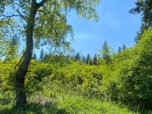 Dražba lesa, Kropáčova Vrutice, 15167 m2