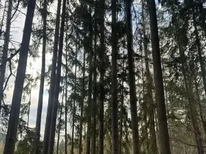 Prodej lesa, Petrovice II, 11117 m2