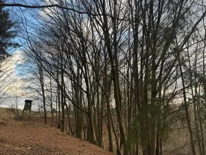 Prodej lesa, Petrovice II, 11117 m2