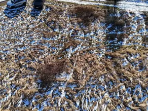 Prodej pozemku pro bydlení, Radnice, Puchmajerova, 850 m2