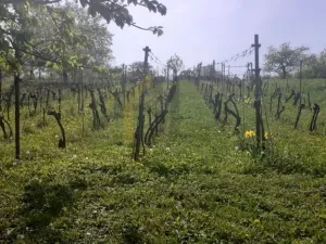 Prodej sadu/vinice, Strážnice, Veselská, 2284 m2