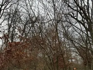 Prodej podílu lesa, Lesonice, 6189 m2