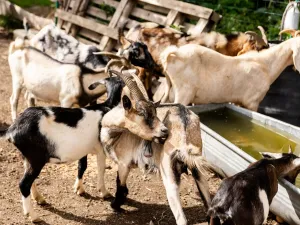 Prodej chaty, Litíč, 60 m2