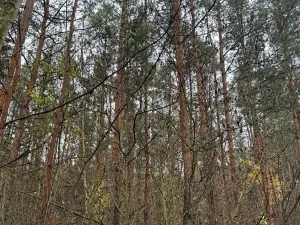 Prodej lesa, Budyně nad Ohří, 3677 m2