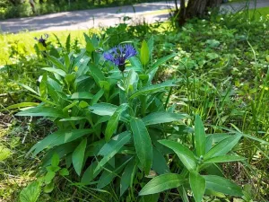Prodej pozemku pro bydlení, Rokytnice v Orlických horách, 271 m2
