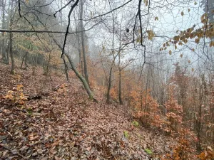 Prodej lesa, Jedlí, 1198 m2