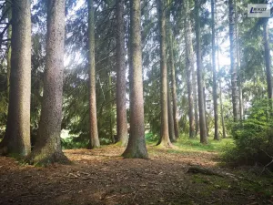 Prodej lesa, Nečín, 59470 m2