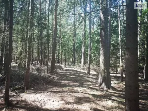 Prodej lesa, Nečín, 59470 m2