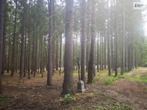 Prodej lesa, Nečín, 59470 m2