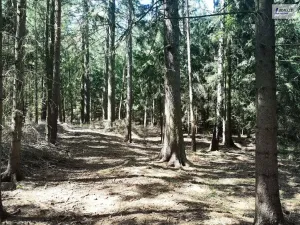 Prodej lesa, Nečín, 59470 m2